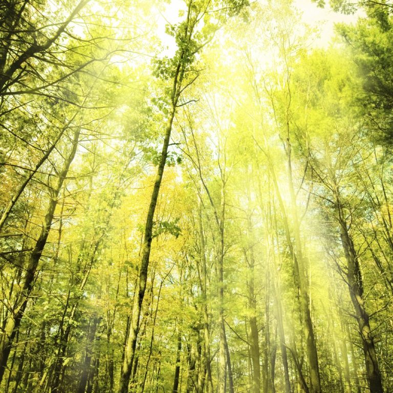 LR2E Canopée nature environnement